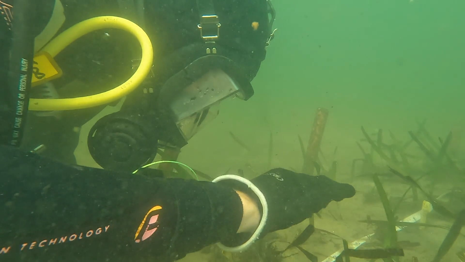 UNSW researcher examining Posidonia australis