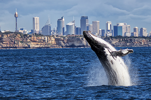 Sydney Harbour: operation whale watch