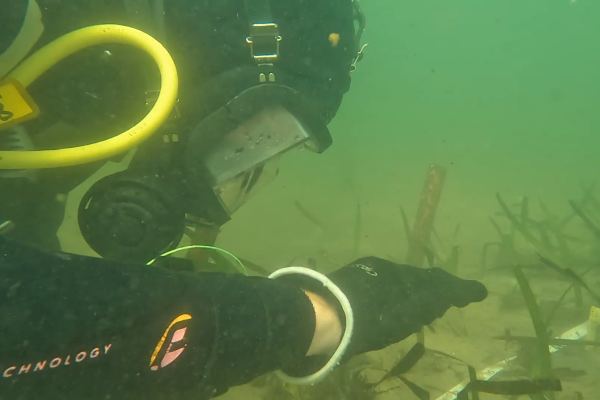 UNSW researcher examining Posidonia australis