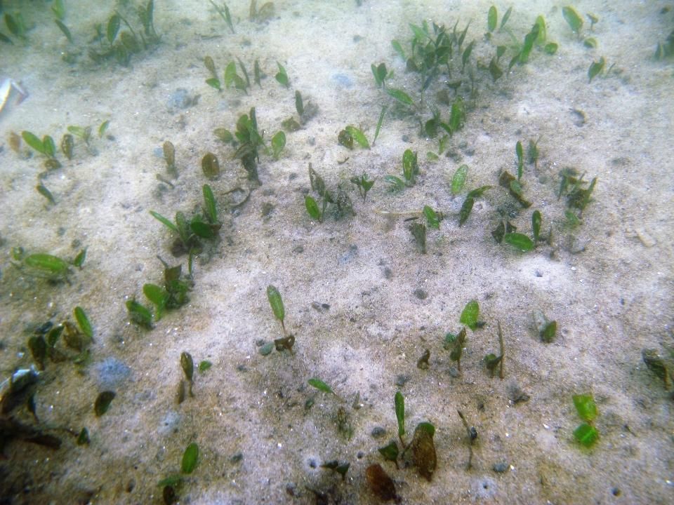 Seagrass rooted in sand underwater