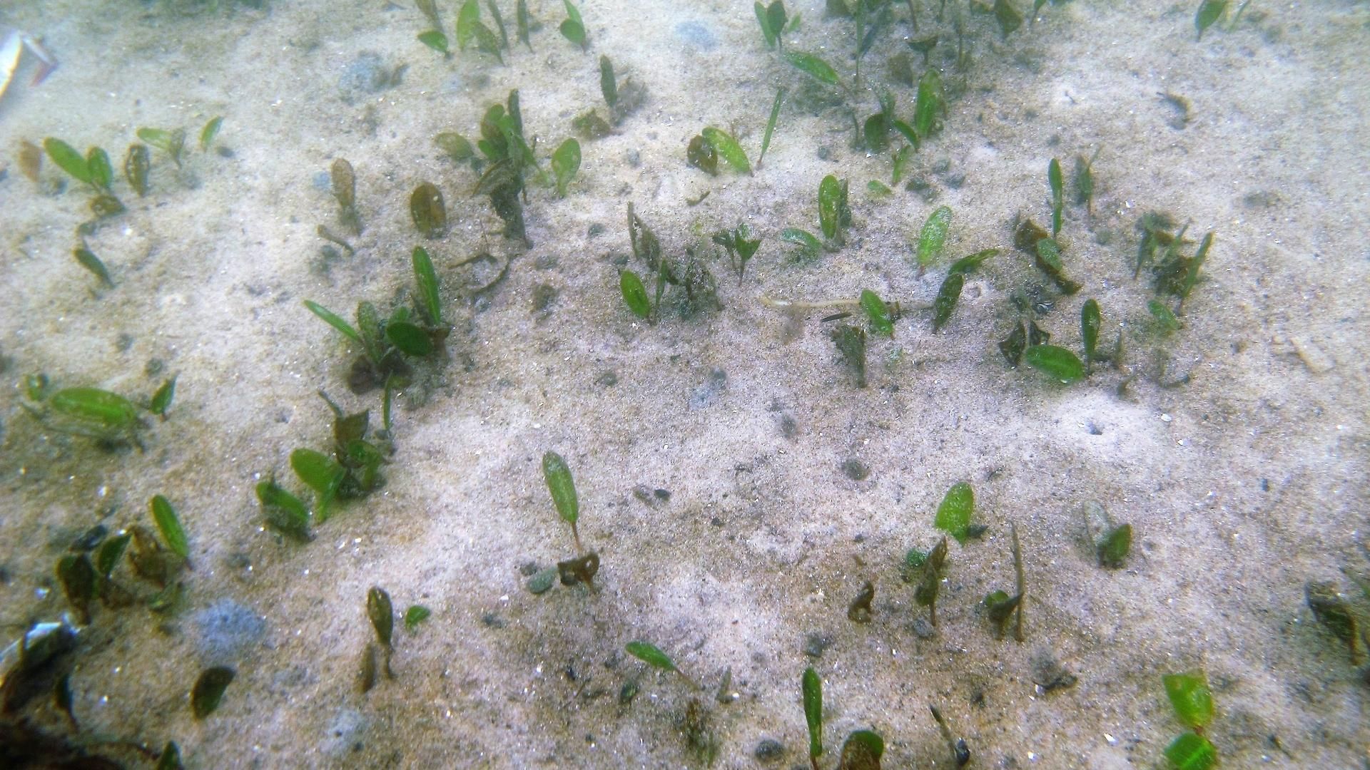 Seagrass rooted in sand underwater
