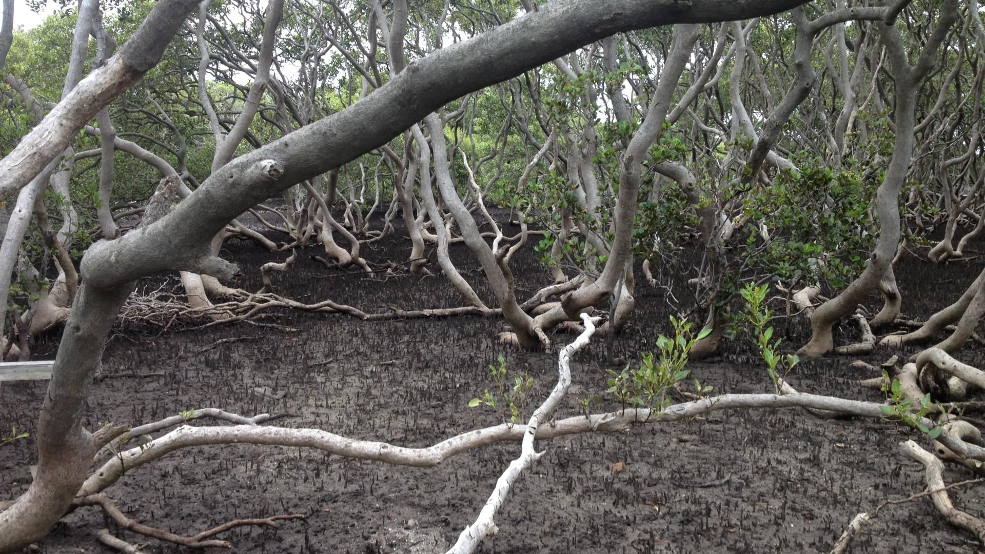Mangrove trees