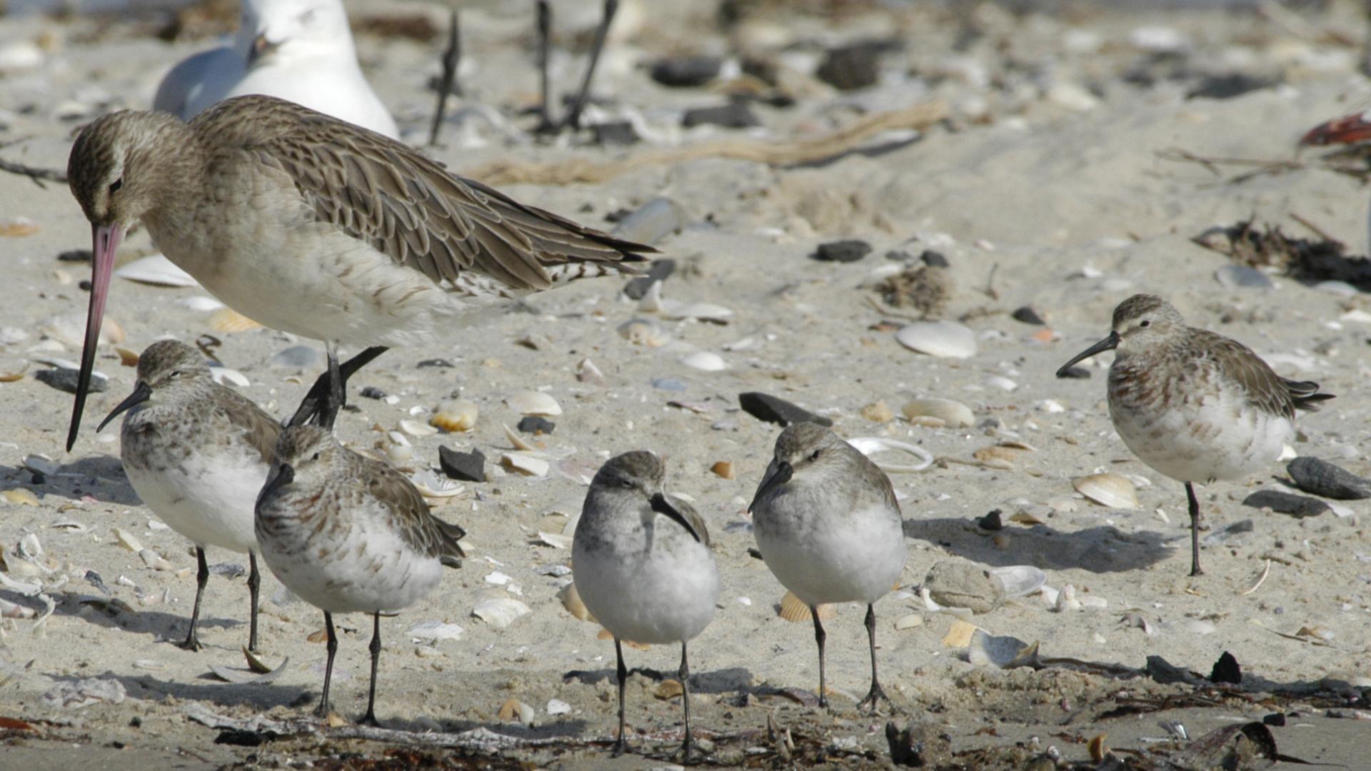 Five curlews and a bar tailed godwit standing on the sand of a beach