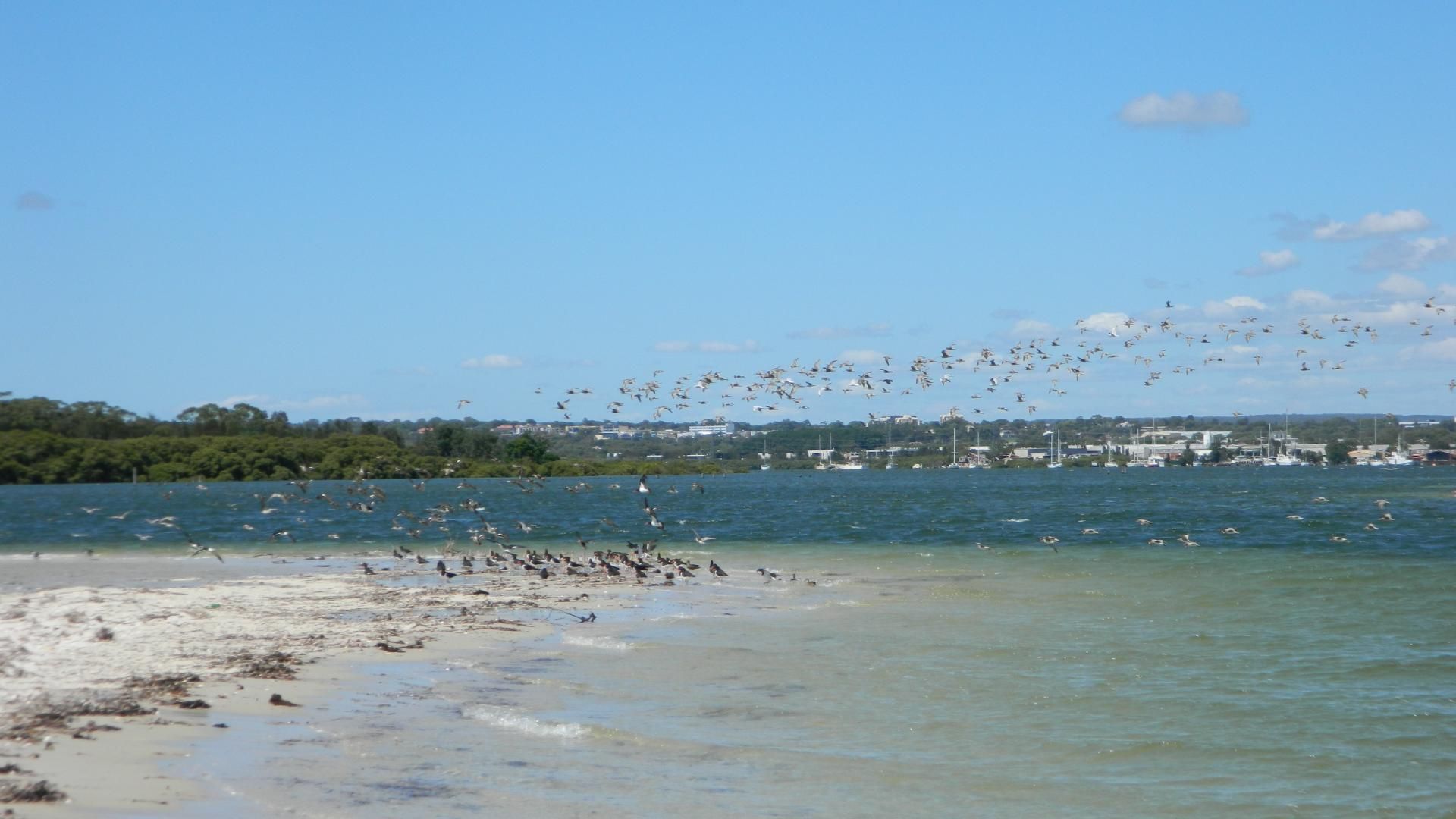 A large flock of shorebirds flying and standing on the shore of a beach
