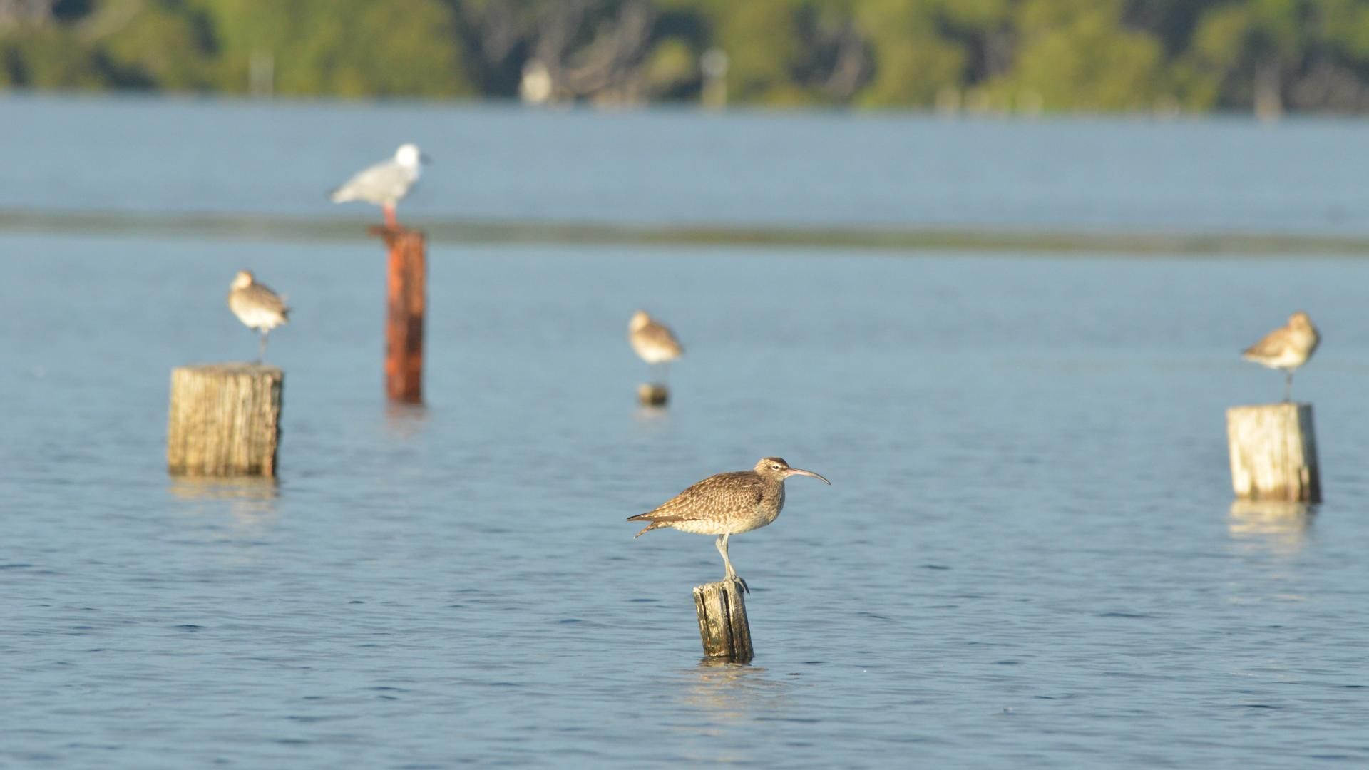 A whimbrel perches on a piece of wood sticking up from the water