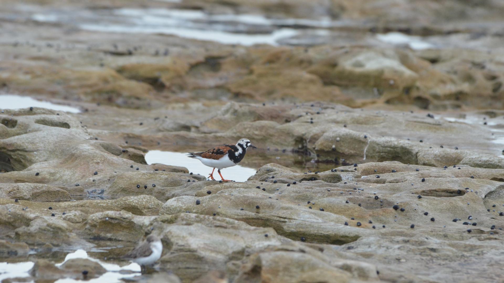 A small brown and white bird walks along rockpools