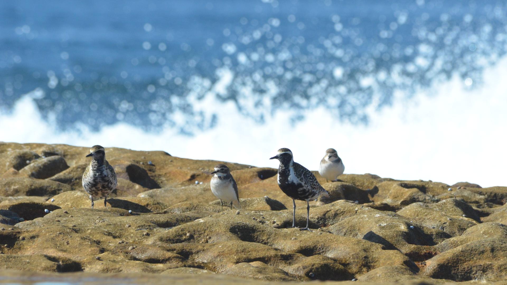 Four shorebirds standing on rocks with a wave crashing behind