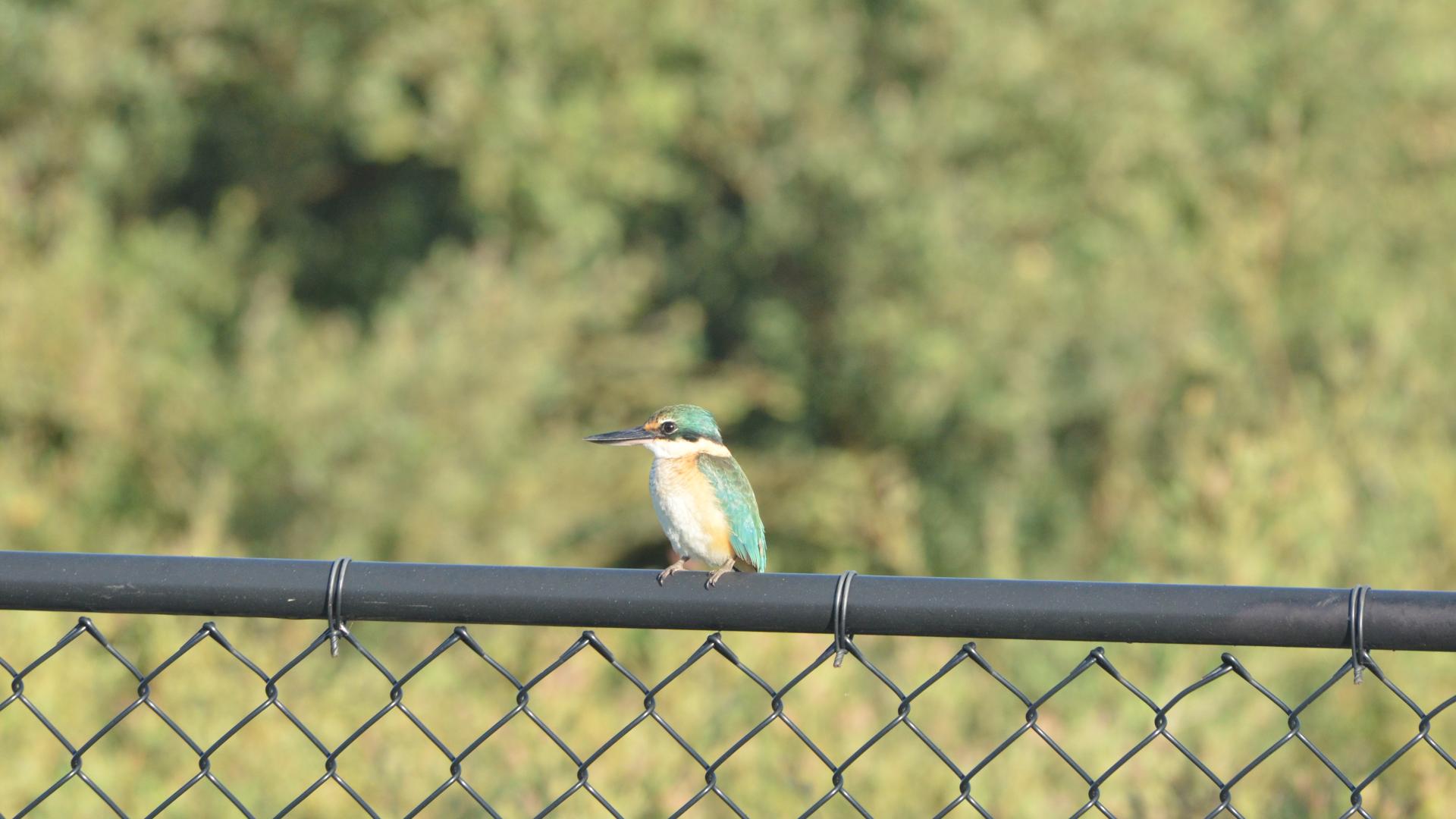 A small blue and white kingfisher perched on a fence