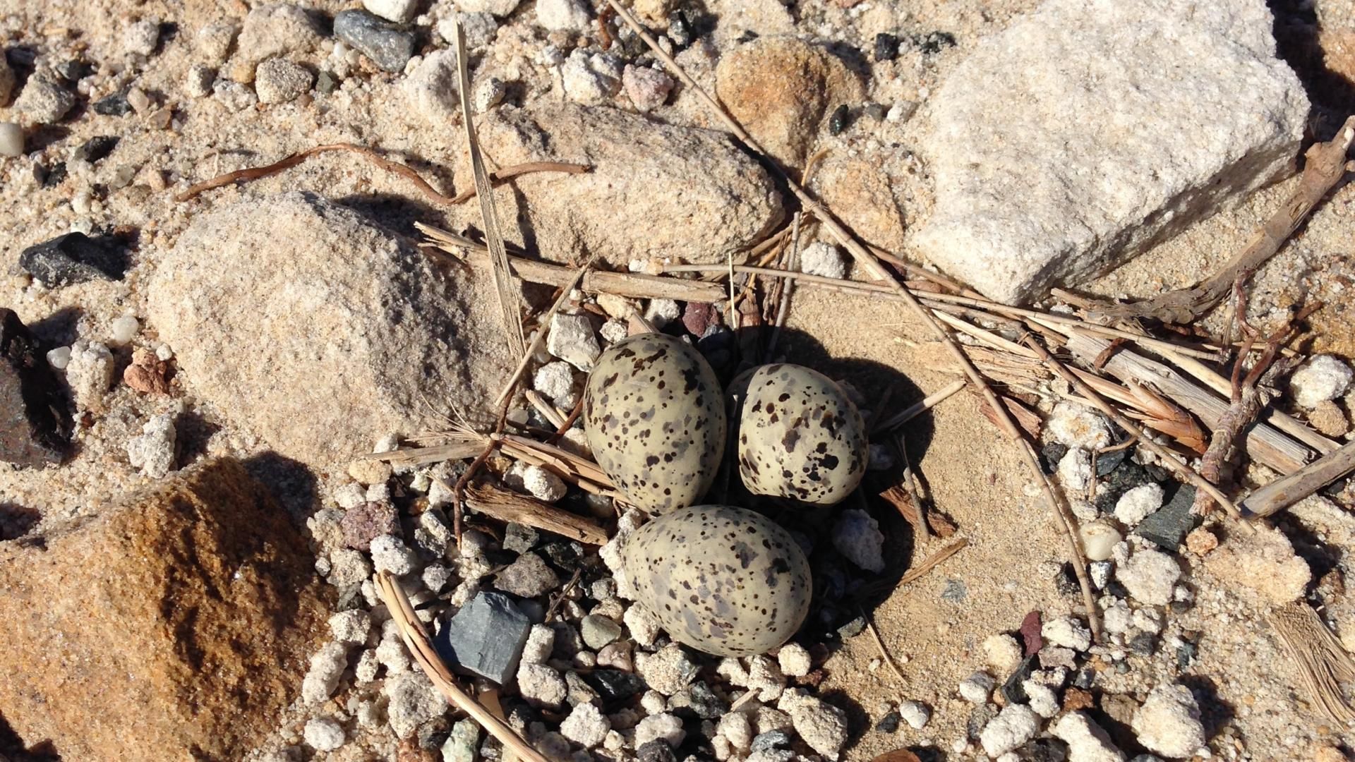 Three grey speckled eggs on the ground surrounded by beach rocks