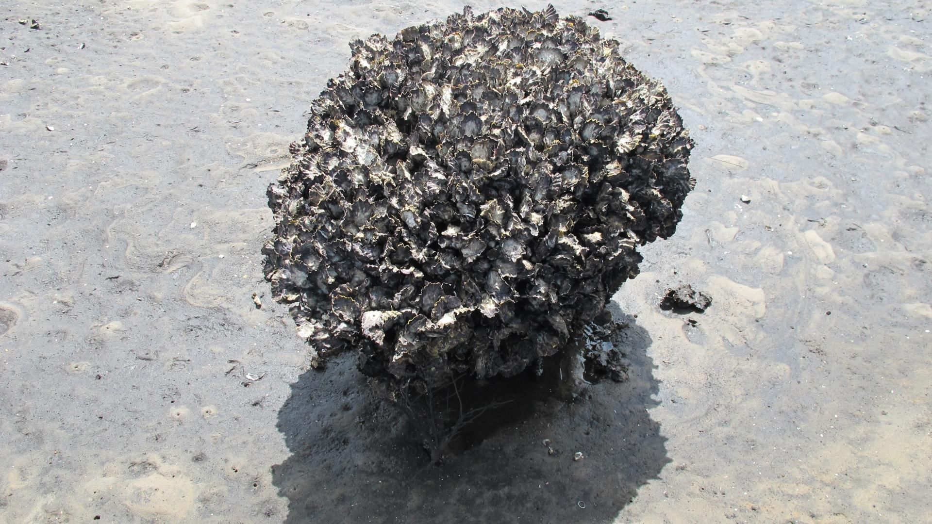 A large cluster of oysters protruding out of the sand