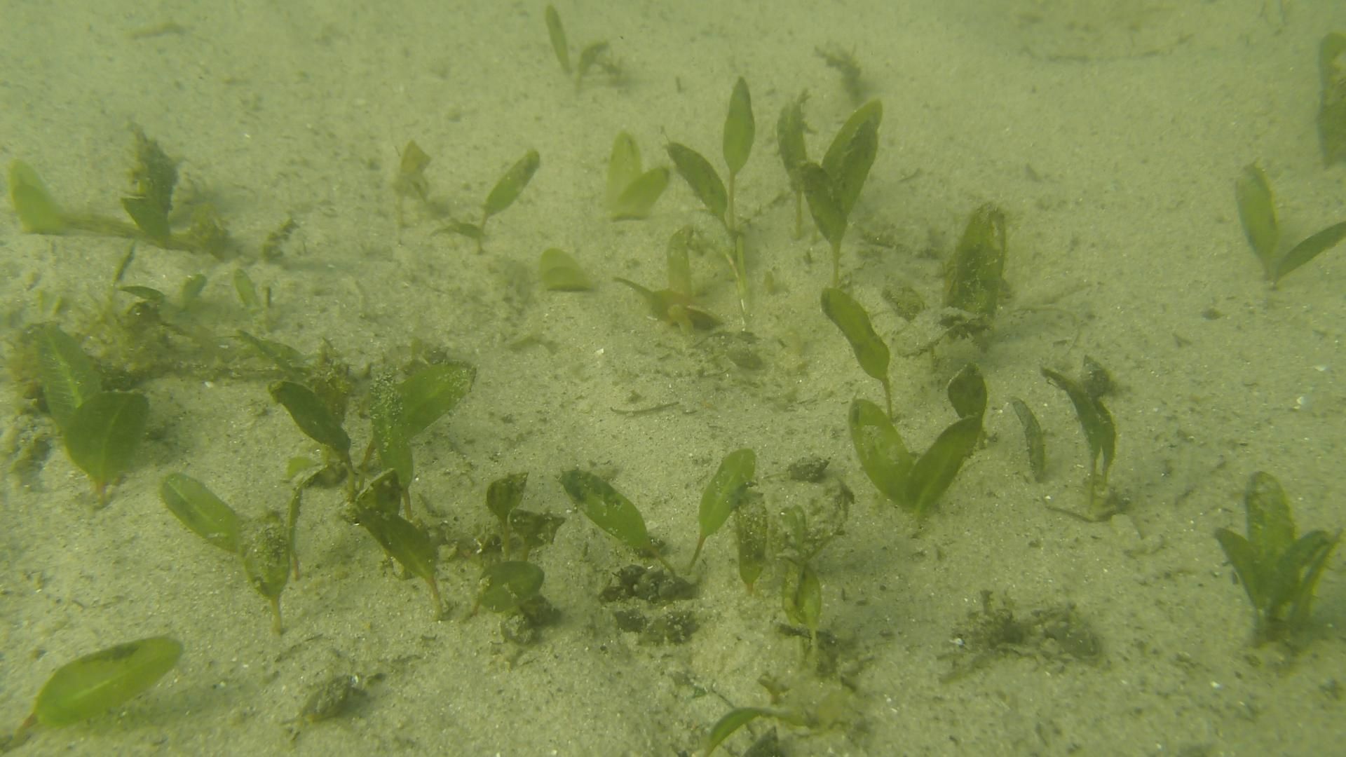 Underwater photo of small amounts of seagrass growing from the sand
