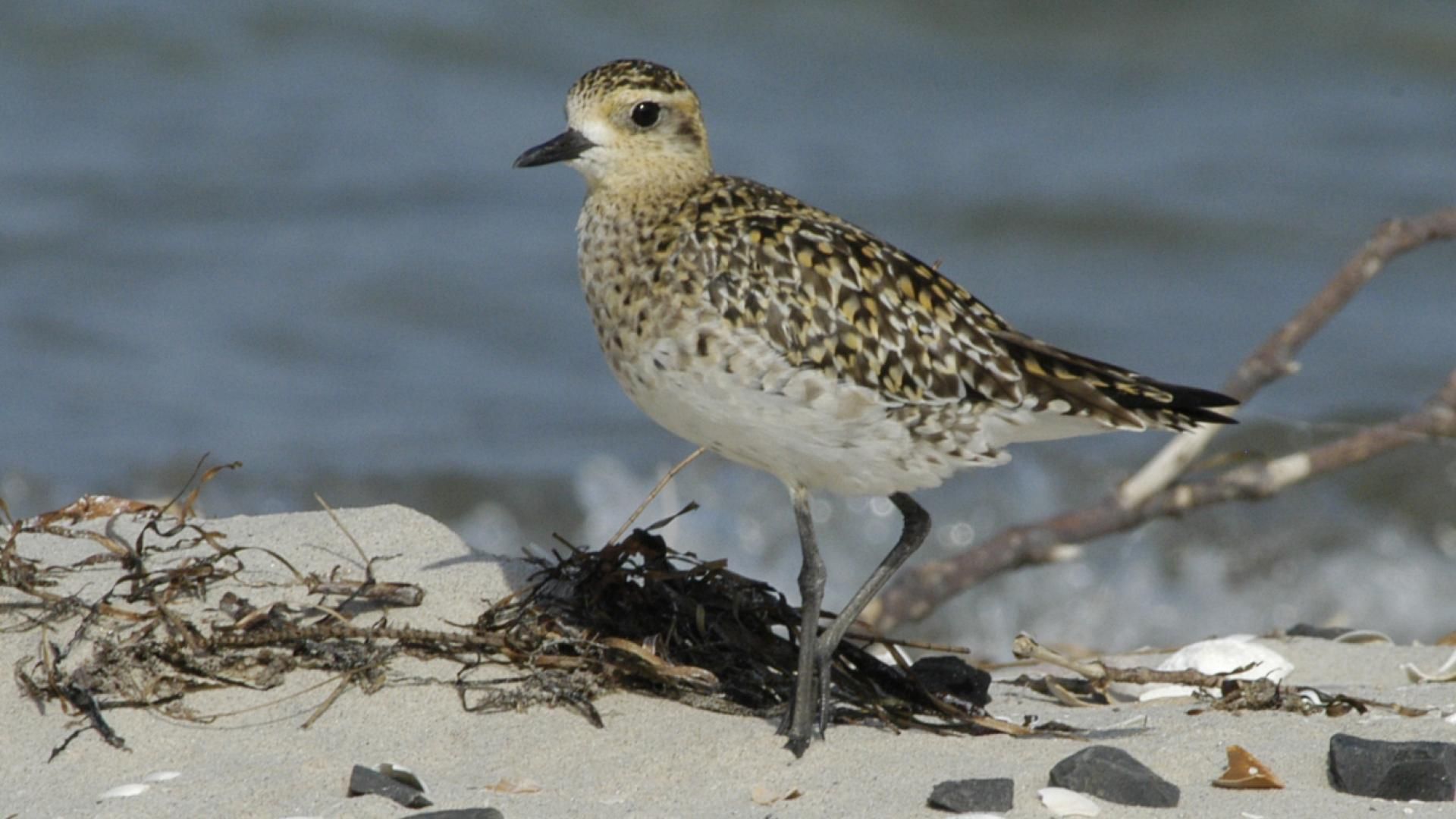 A brown, buff and white shorebird standing on the sand surrounded by pebbles