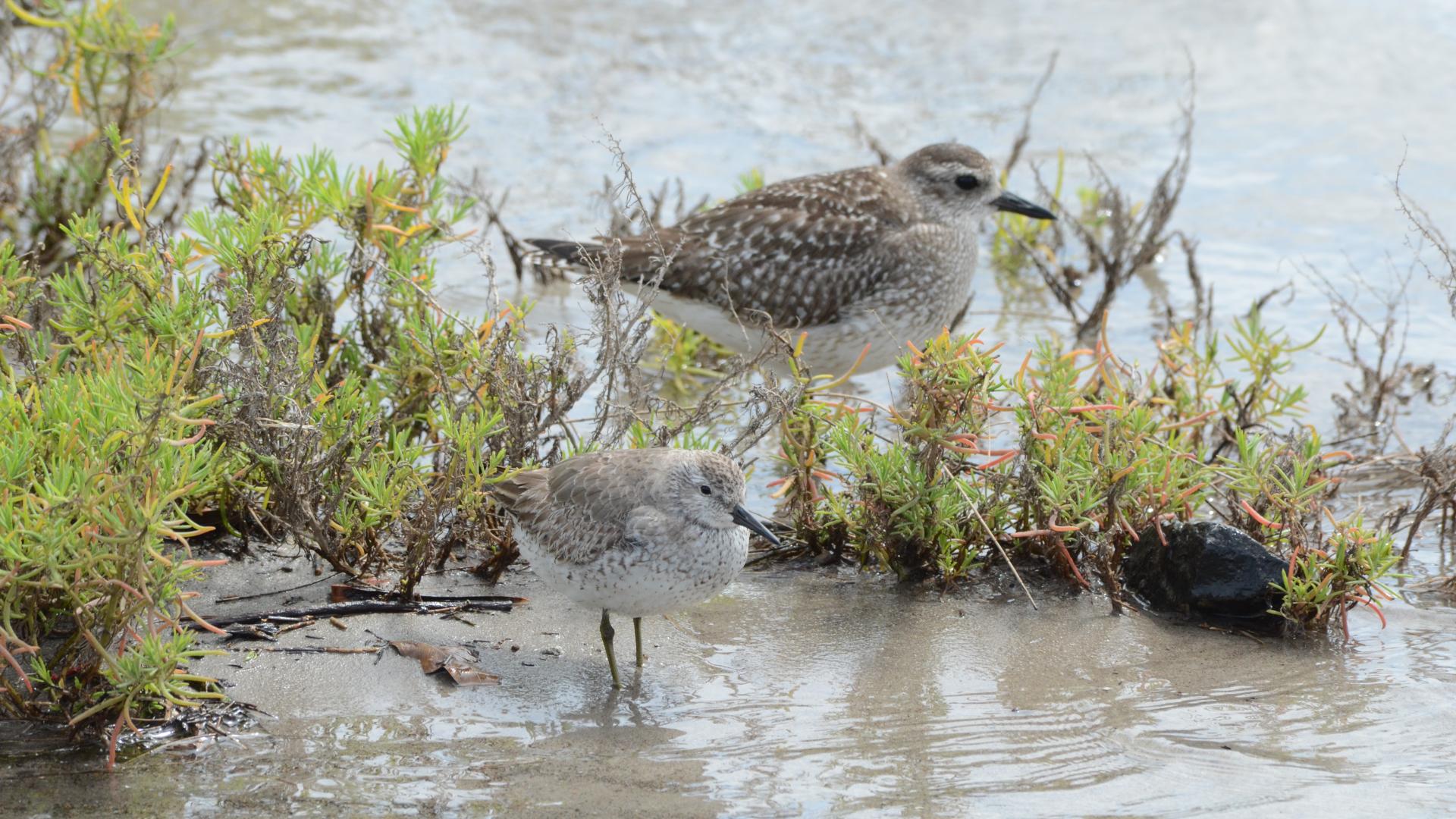 A red knot and a grey plover standing in shallow water near the shore