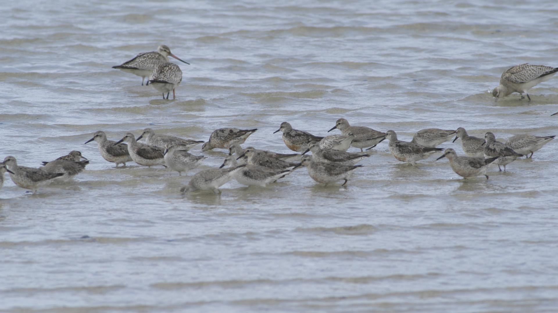A flock of red knots wading in the water