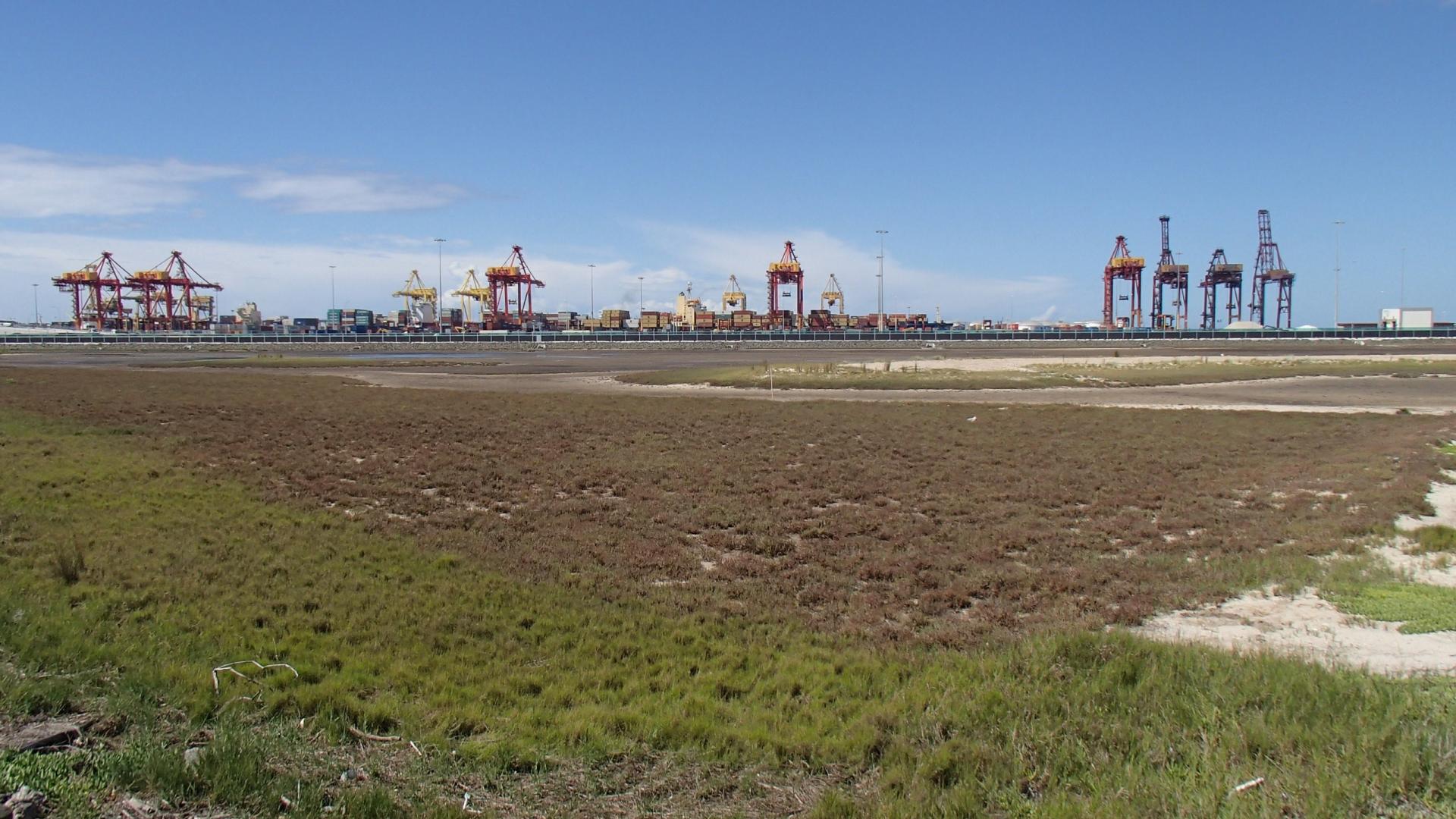 Vast area of saltmarsh with cranes at Port Botany in the background