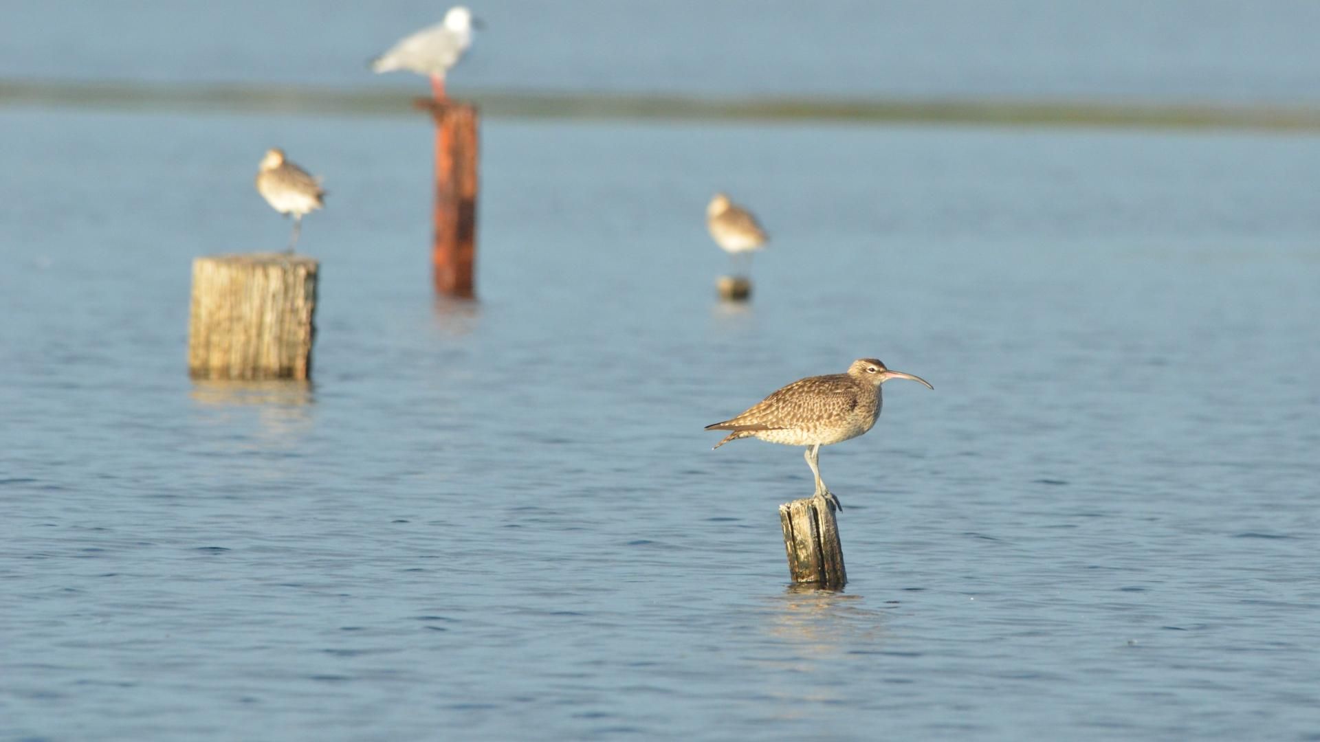 A Whimbrel perched on a piece of wood sticking out from the water