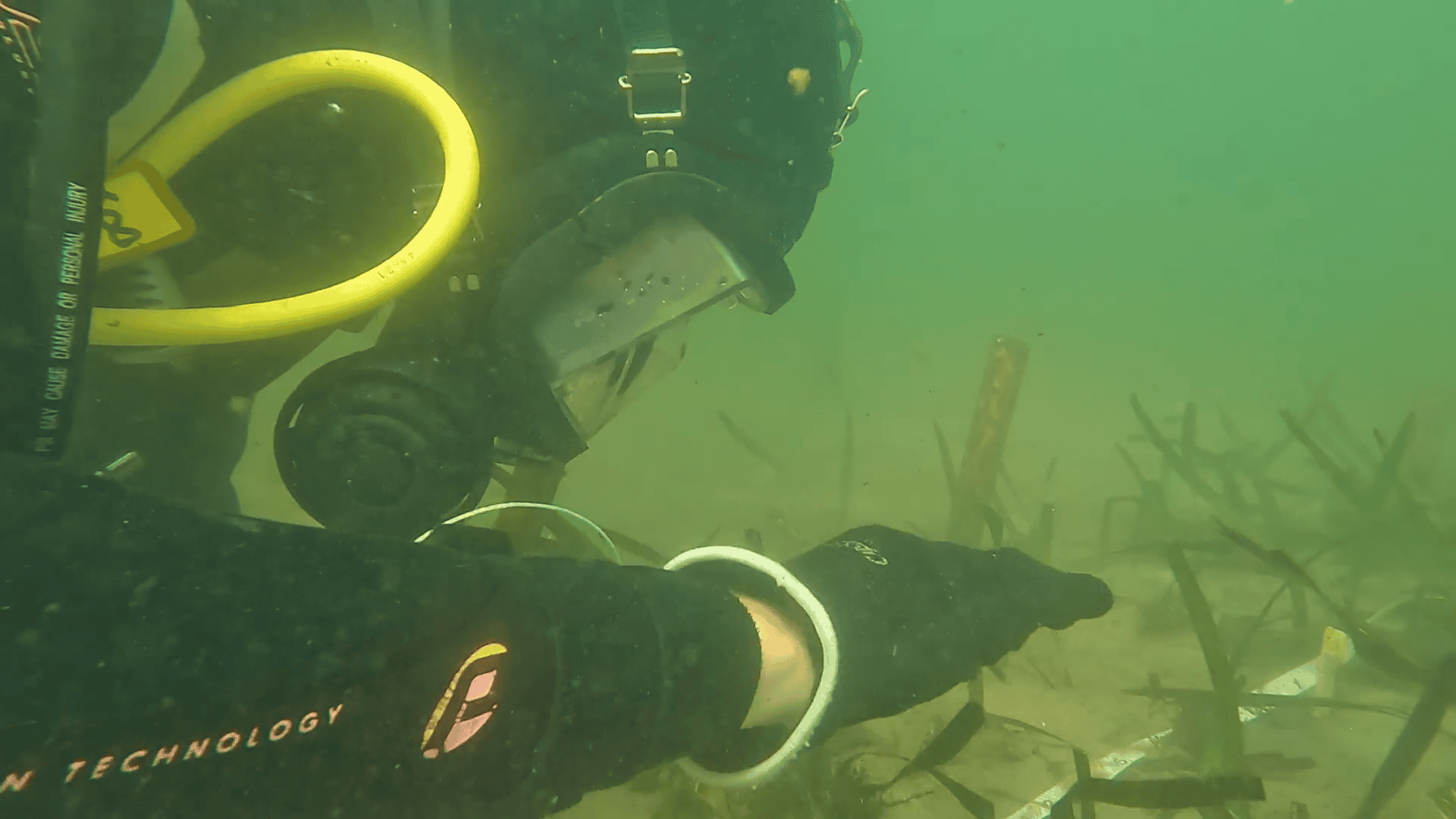 UNSW researcher examining Posidonia australis