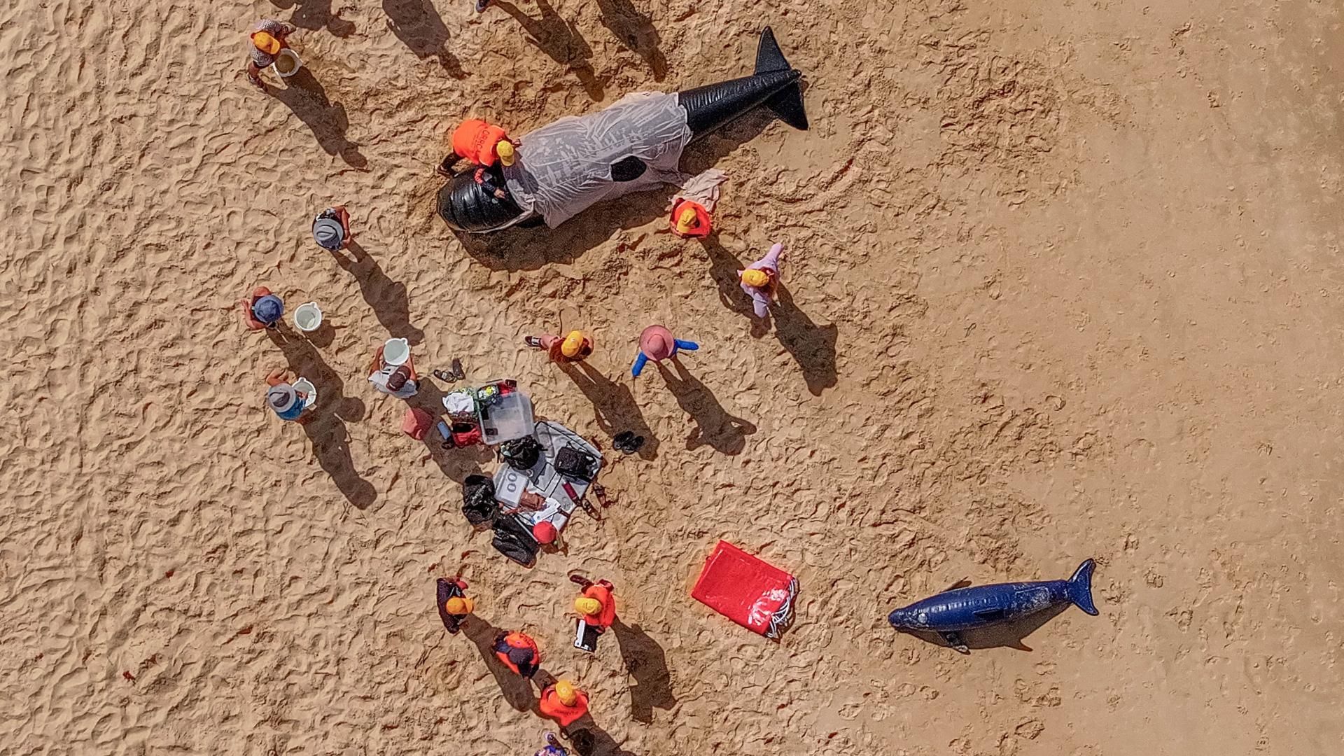ORRCA beach rescue training