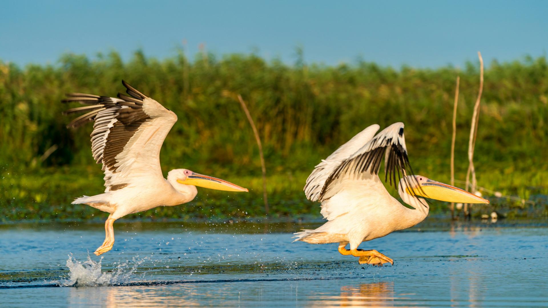 Pelicans